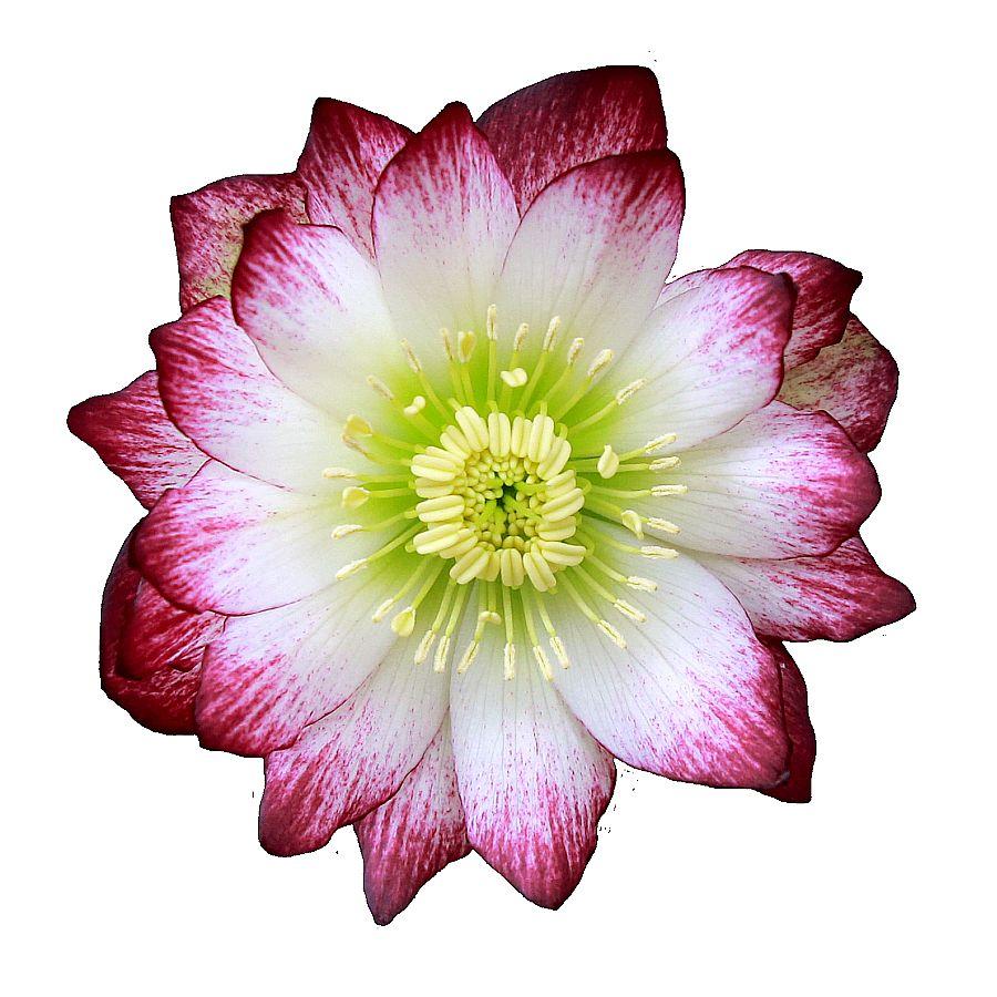 Морозник Quintessa Candy (Квінтесса Канди) розсада, фото 1