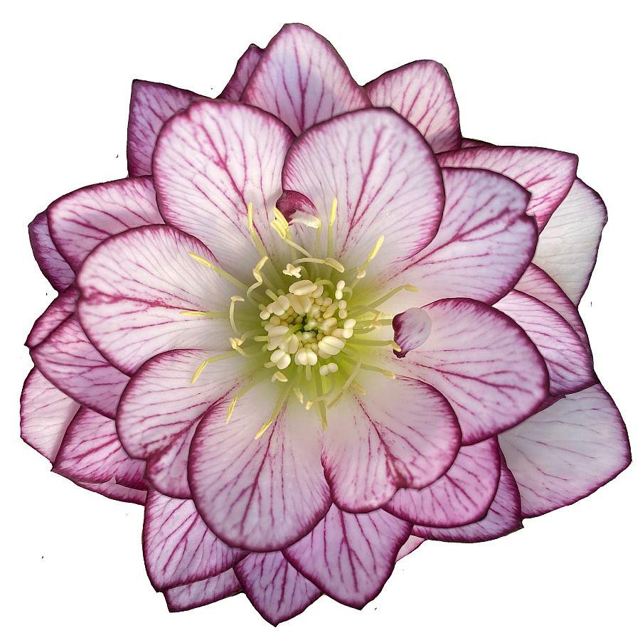 Морозник Quintessa Coral (Квінтесса Корал) розсада