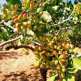 Фісташка "Альбіна