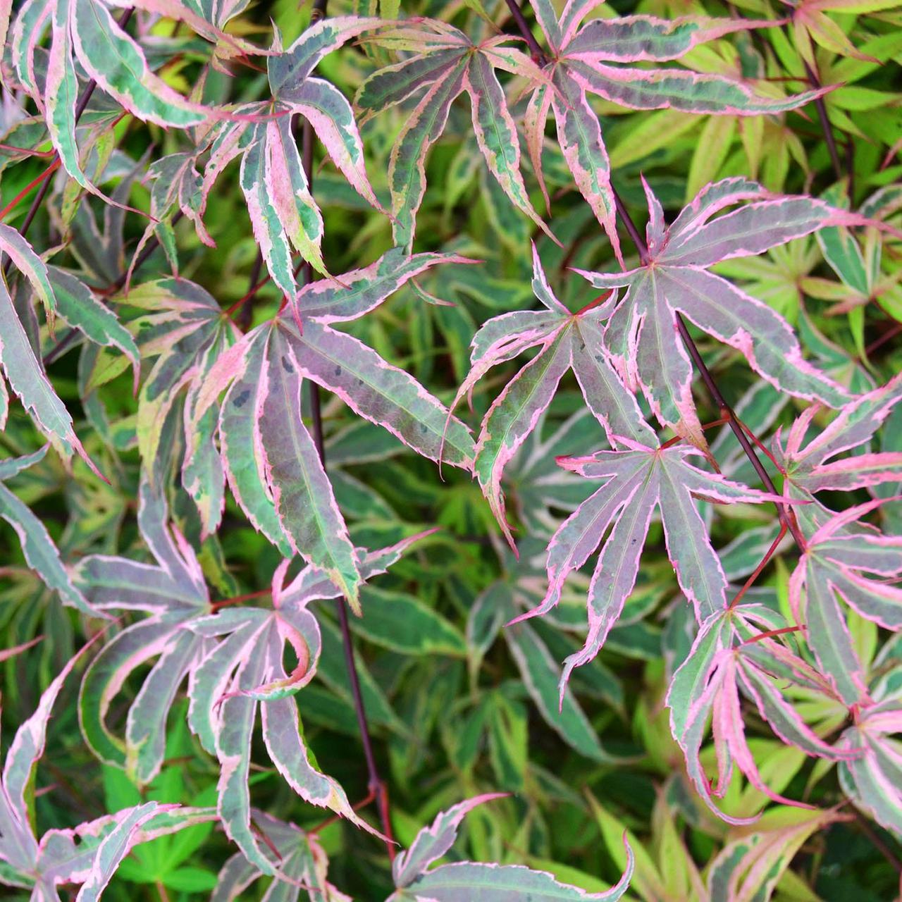 Клен японський Шіразз / h 40-60 / Acer palmatum Shirazz