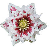 Морозник Quintessa Painted (Квінтеса з розписом) розсада, фото 2