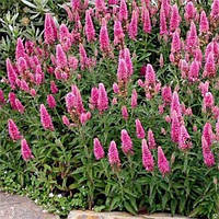 Вероніка Spicata Rosa Zwerg (горщик)