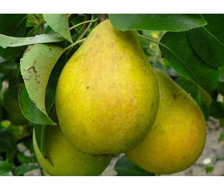 Груша Бланка (Blanka)