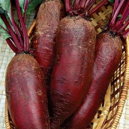 Насіння Буряк "Циліндра" 10г