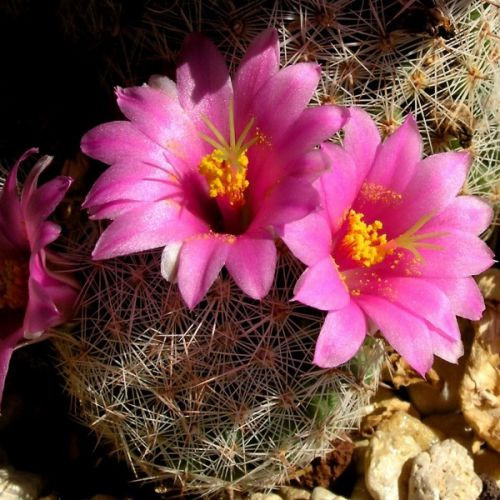 Насіння Кактус кімнатний 0,1 г