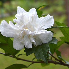 Гібіскус махровий Білий