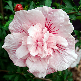 Гібіскус Рожевий Шифон