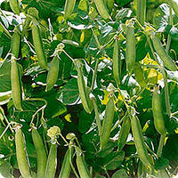 Горох "Дакота"