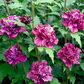 Гібіскус сирійський Френч Кабарет Ред