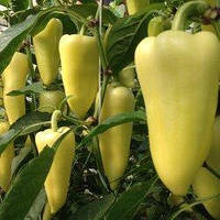 Перець Бравія F1 | Bravia F1 Rijk Zwaan 1000 насінин