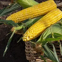 Насіння кукурудзи Бондюелька ГСС 3071 / GSS 3071 F1 (Syngenta), 50 насінин — рання (77-80 дн), суперсолодка