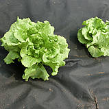 Агротканина проти бур'янів та для мульчування 50 Г/М2 чорна 1 Х 30 М GardenLine AGO2180, фото 7