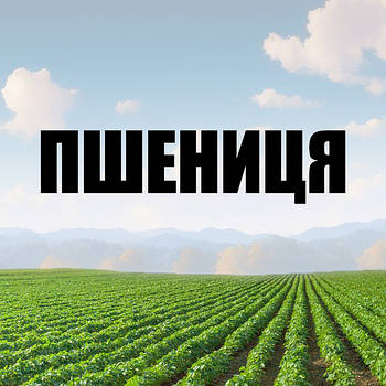 ПШЕНІЦЯ Яра