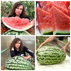 Кавун Аполлон F1 (15-25 кг) 10 шт