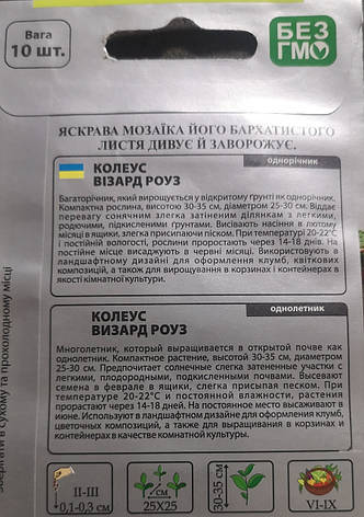 Колеус Візард Роуз 10шт, фото 3