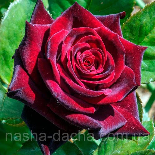 Троянда чайно-гібридна Блек Меджік (тубус)