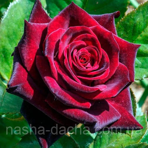 Троянда чайно-гібридна Блек Меджік (тубус), фото 1