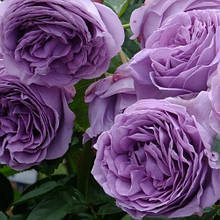 Троянда чайно-гібридна Блю Скай Фрі (тубус)