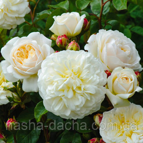 Троянда англійська Транквіліті (тубус), фото 1