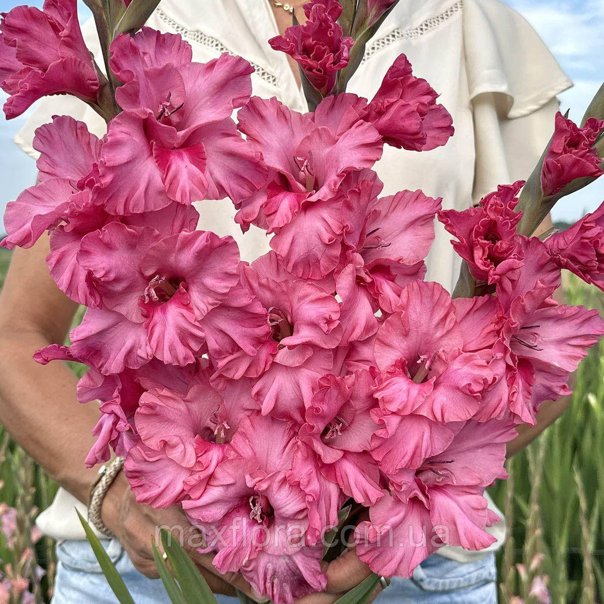 Гладіолус KINGSTON RUFFLE 10/12, фото 1