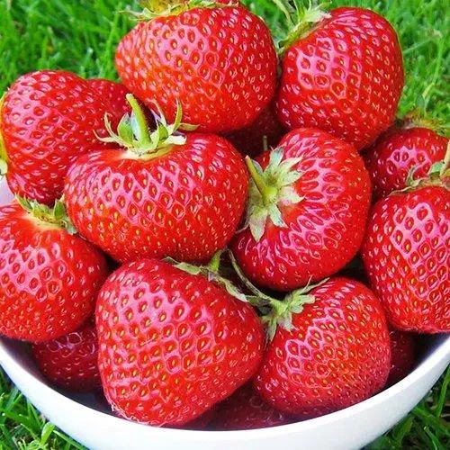 Полуниця Альба, фото 1