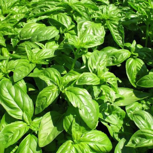 Насіння Базилік салатний "Мамонт"