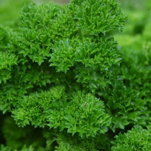 Насіння Петрушка "Кучерява" 2г