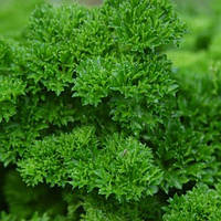 Насіння Петрушка "Кучерява" 2г