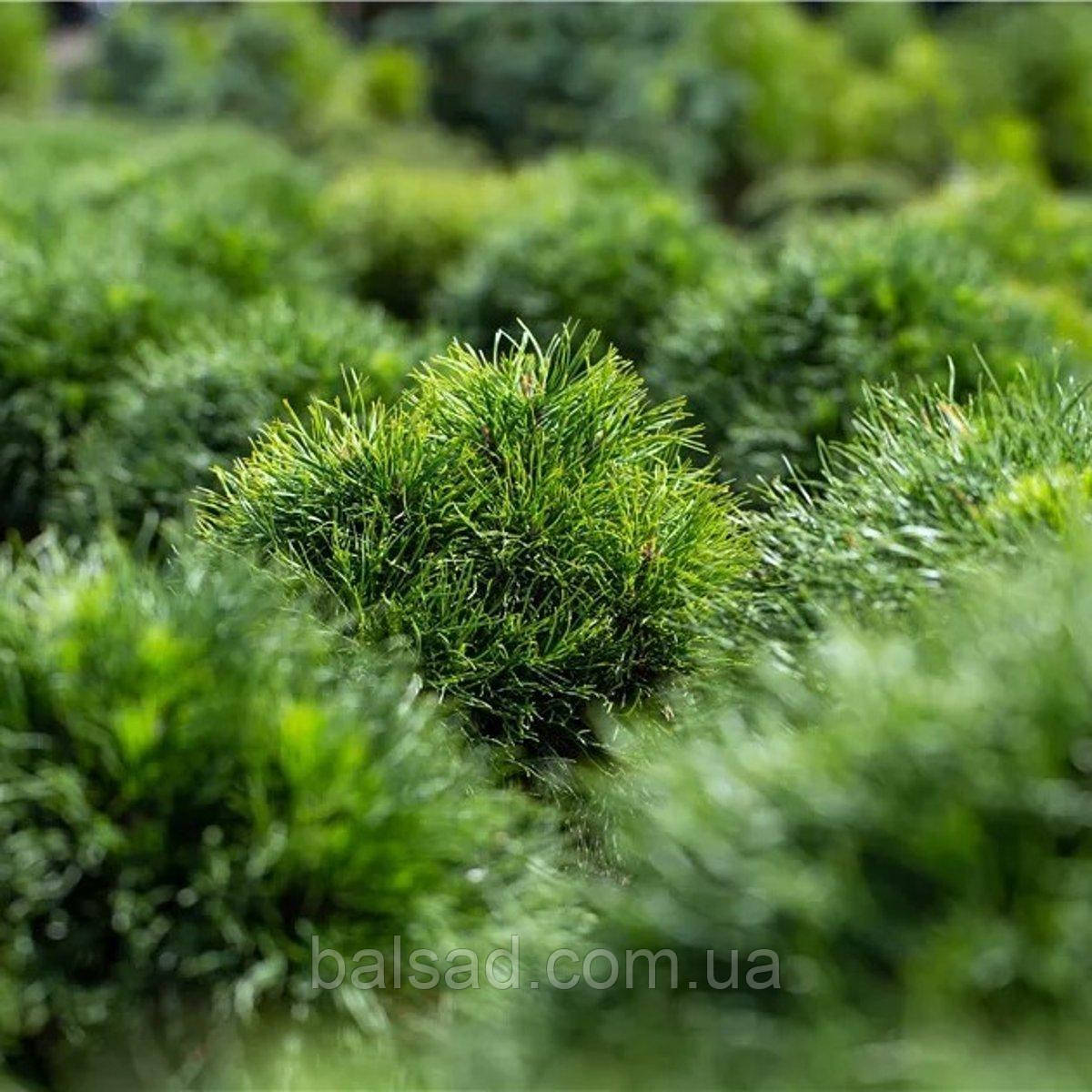 Сосна веймутова Mініма / Штамб / h 75 / Pinus strobus Minima