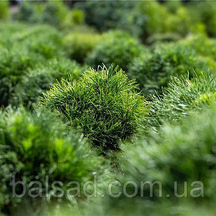 Сосна веймутова Mініма / Штамб / h 75 / Pinus strobus Minima, фото 1
