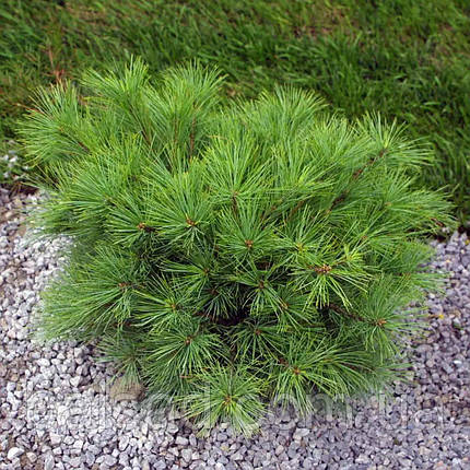 Сосна веймутова Mініма / Штамб / h 75 / Pinus strobus Minima, фото 3