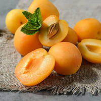 Абрикос Голд Річ