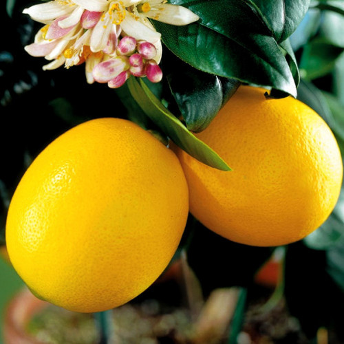 Лимон Мейєра