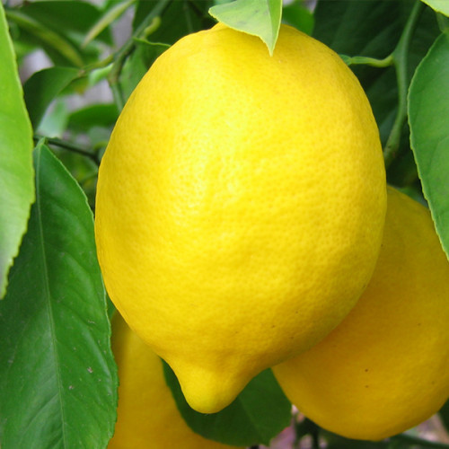 Лимон Павловський