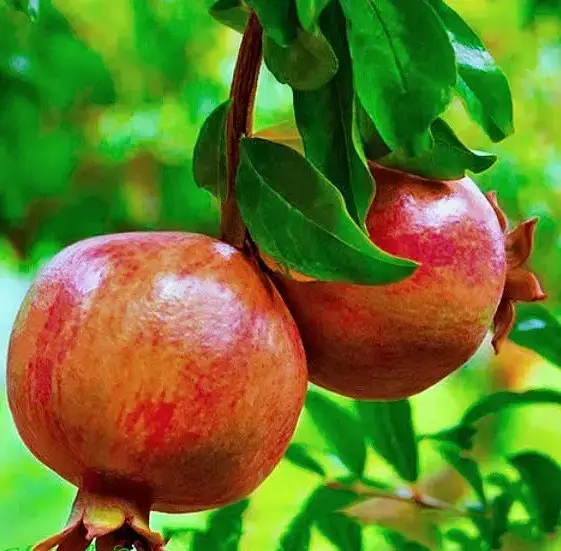 Гранат Кримський смугастий Р9 замовити поштою в розпліднику DREVO •1051184192