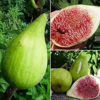 Інжир Магарацький