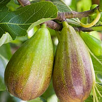 Інжир Брунсвік