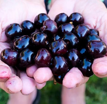 Вишня "Шоколадниця" (низькоросла до 2.5 м), фото 1