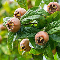 Мушмула німецька