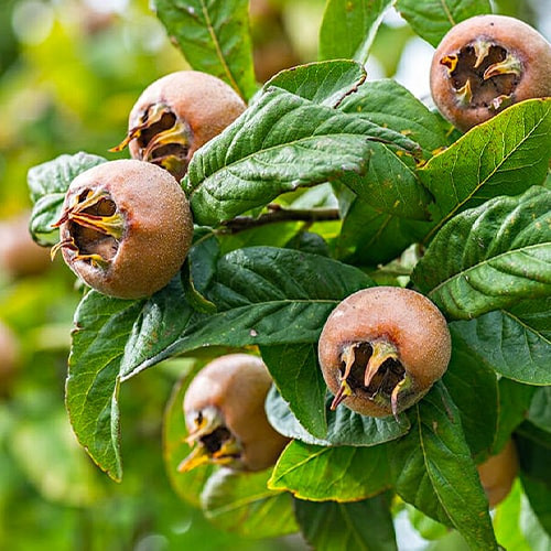 Мушмула німецька, фото 1