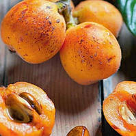 Мушмула Японської