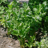 Насіння Селера листкова "Амстердам" 0,5 г.