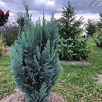 Кипарисовик Лавсона Колумнарис Р9