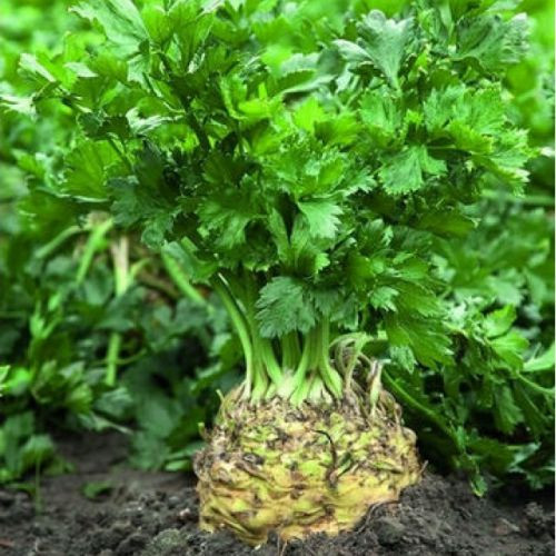 Насіння Селера коренева "Президент" 0.03 г