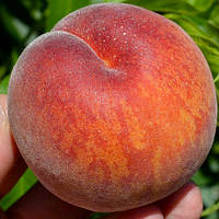 Персик Канадіан Хармоні