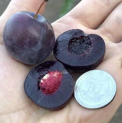 Сливово-вишневий гібрид "Мейнор" (селекція США, низькоросле до 1.8 м)