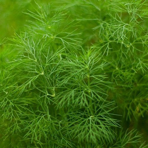 Насіння Кріп кущовий "Саліт" 20г