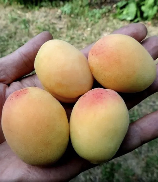 Абрикос "Шалах Ананасний" (ранній термін дозрівання), фото 1