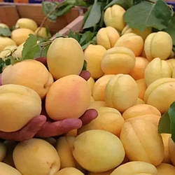 Абрикос 3-х річний "Шалах Ананасний" (ранній термін дозрівання)