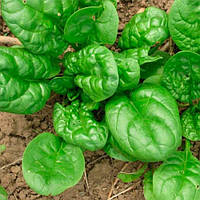 Насіння Шпинат "Матадор" 2г